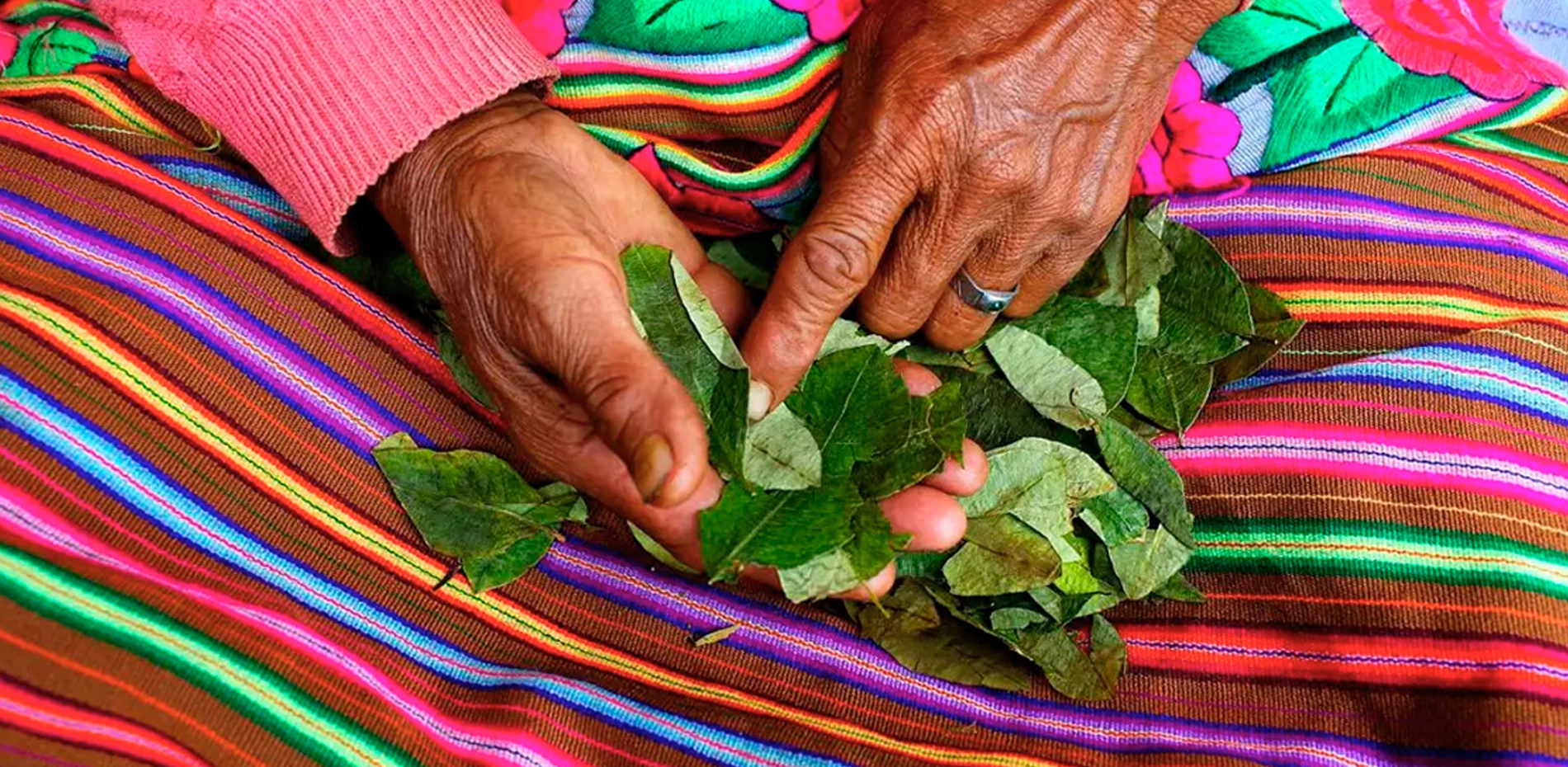 hoja de coca hoja de coca