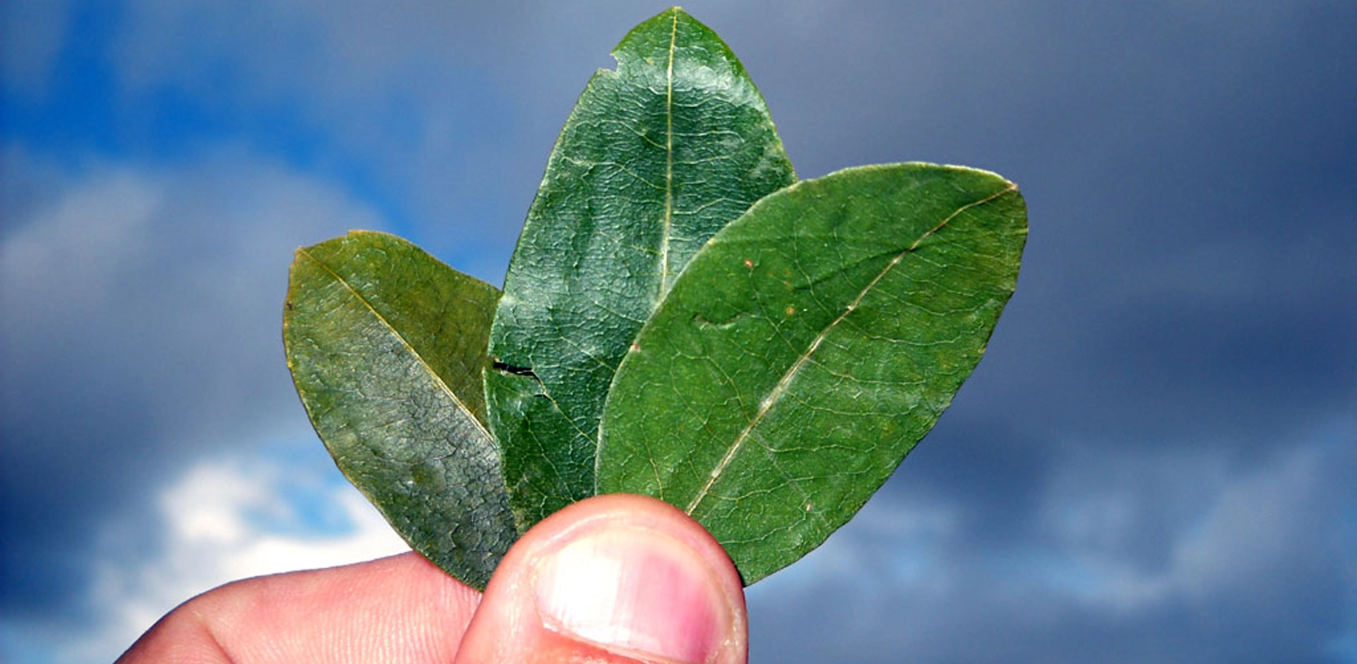 hoja de coca hoja de coca