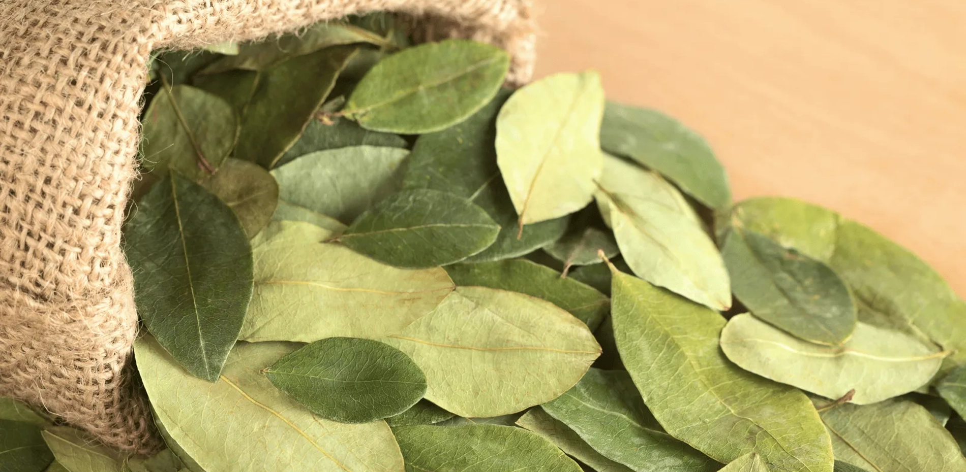 Hojas de Coca: Historia, Usos y Tradición en los Andes Hojas de Coca: Historia, Usos y Tradición en los Andes