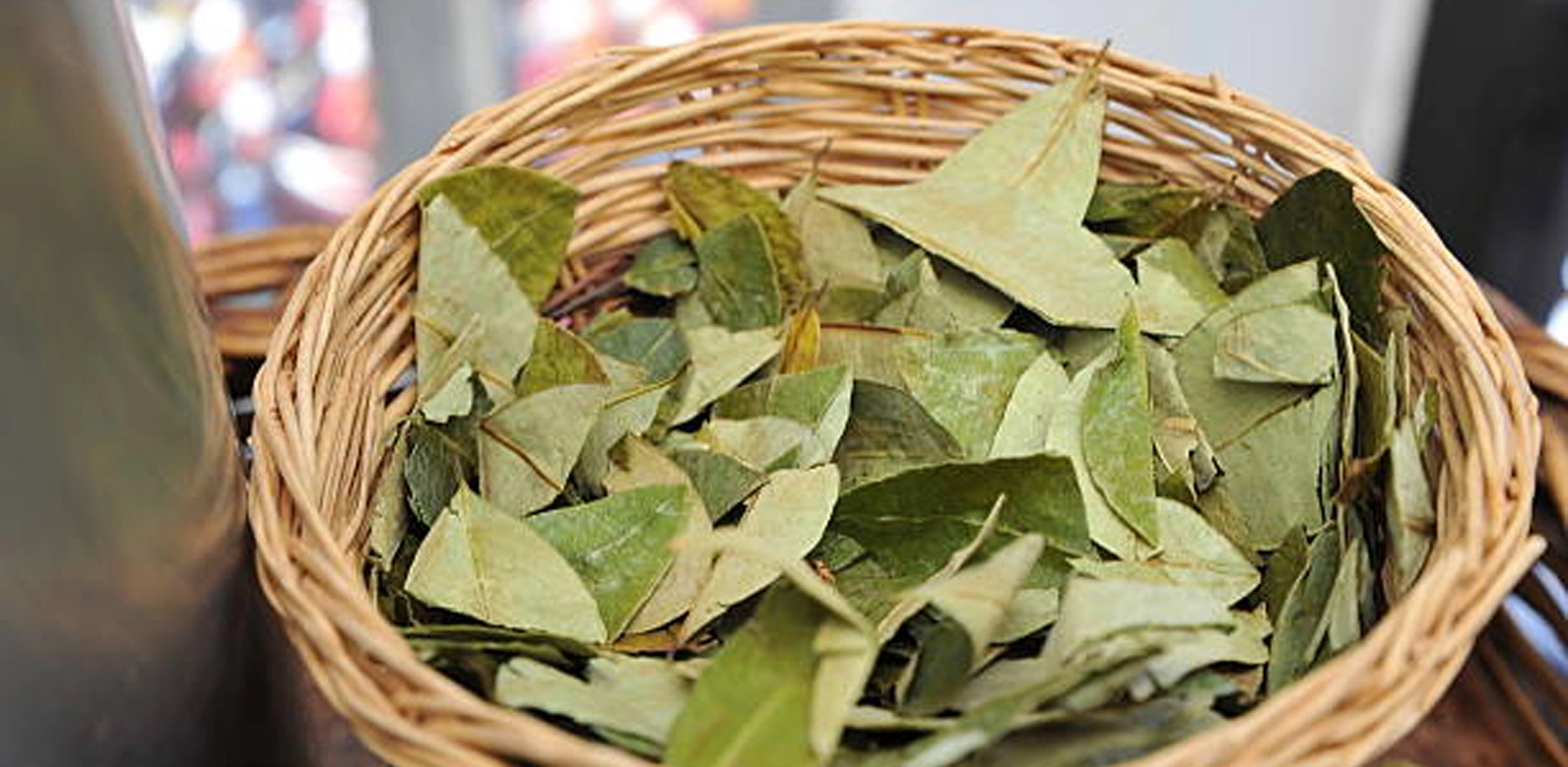hoja de coca hoja de coca